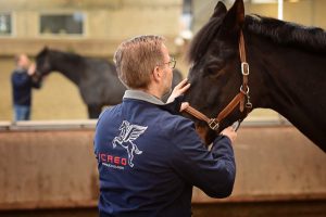 Lars Teigeler - Osteopathie für Pferde und Hunde NRW: Behandlungsszene Pferd wird am Kopf behandelt